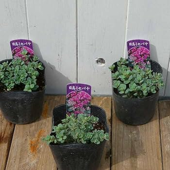 ６月いっぱい♡赤葉日高ミセバヤ カット苗 多肉植物 多肉植物 赤葉日高ミセバヤ その他素材 spark garden いやしの園